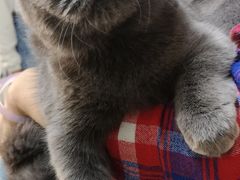 -鼓捣猫呢主题猫咖店