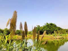 -王借岗森林公园