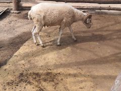 -泉州海丝野生动物世界