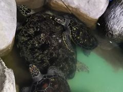 -重庆欢乐海底世界