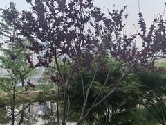 -西北湖绿化广场