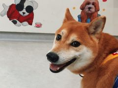 -谐和益家动物医院·免疫绝育·血液透析·宠保定点医院(高新伊藤分院)