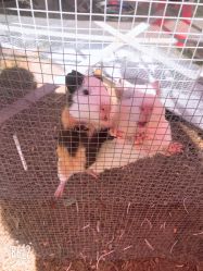 -萌宠亲子动物乐园(槐房万达店)