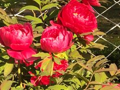 -南通博物苑-崇川人民公园