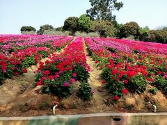 -松山湖梦幻百花洲