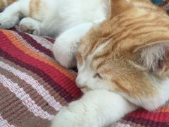 -Sirena海妖日咖夜酒