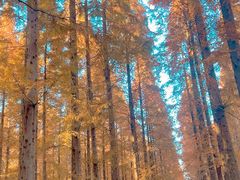 -黄海国家森林公园