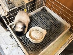 -吉丁鸟咖·异宠·寄养