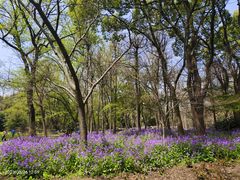 -上海共青森林公园