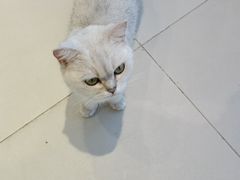 -怪兽屋·羊驼·猫咖·狗咖(俊华广场店)