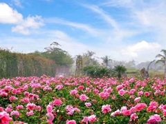 -亚龙湾国际玫瑰谷