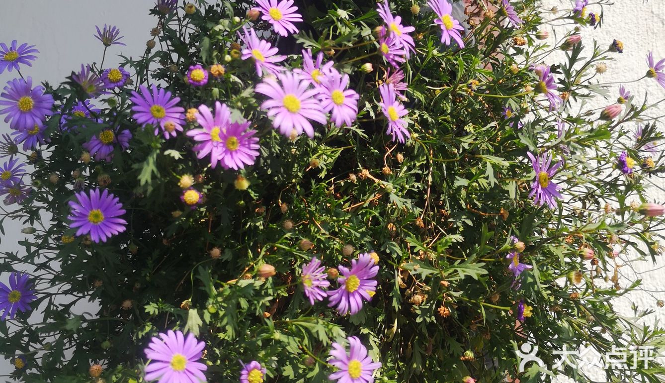 五一假期害怕人太多选择了就近的古镇来玩！