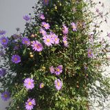 五一假期害怕人太多选择了就近的古镇来玩！