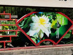 -莲花池公园