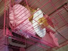 -心语宠物医院·急重症转诊中心·瑞辰华诺(南青路店)