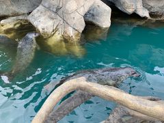 -华夏文旅海洋公园