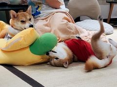 -逗柴咖啡屋·狗咖猫咖宠物桌游