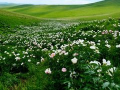 -乌拉盖芍药谷景区