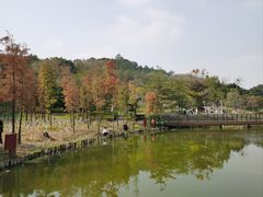 -王借岗森林公园
