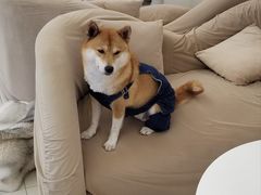 -怪兽屋·羊驼·猫咖·狗咖(俊华广场店)