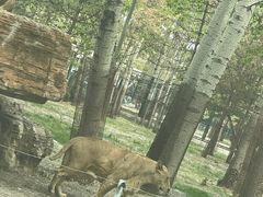 -秦皇岛野生动物园