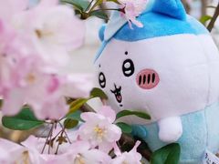 -高东镇樱花园