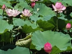 -荔湾湖公园