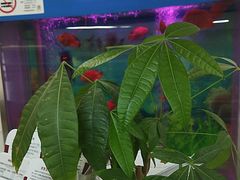 -雅悦齿科(顾村公园店)