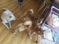 -柴犬高等学院·狗咖·柴犬售卖·宠物训练