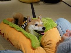 -逗柴咖啡屋·狗咖猫咖宠物桌游
