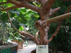 -北京呀路古热带植物园
