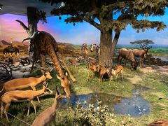 -国家自然博物馆