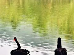 -西山漾湿地公园