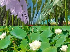 -滕州微山湖红荷湿地景区