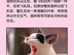 -lincat·猫舍(广州店)