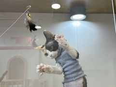 -青奢宠物·青奢猫舍