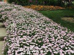 -洪湖湿地生态园