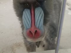 -新疆天山野生动物园