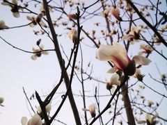 -广富林郊野公园
