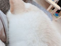 -南京Hallo宠物乐园·哈罗犬舍·柴犬繁育基地