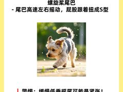 -翊宠yipet猫狗购宠庄园犬舍•猫舍