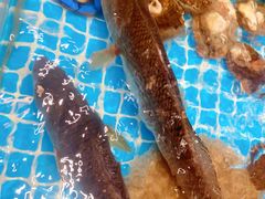 -渡海小渔村.老辈日照菜