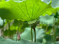 -陈家山荷花公园