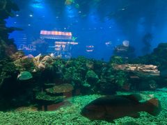 -海棠湾洲际-涛·海底餐厅·美人鱼·自助餐·海底隧道