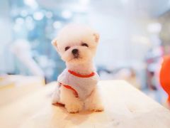 -momokira米努特·德文卷毛猫·棉花面纱犬