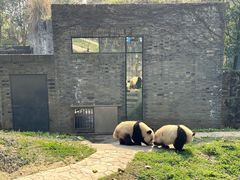 -都江堰中华大熊猫苑