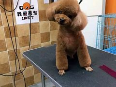 -我爱吾宠宠物美容院(朝阳路店)