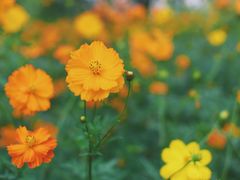 -西湖风景区-江洋畈生态公园