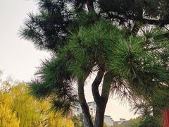 -月栖华明-云间草堂清茶馆(泗泾古镇店)