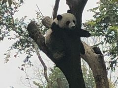 -都江堰中华大熊猫苑